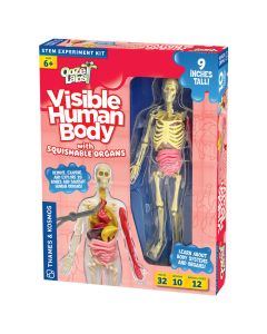 Ooze Labs: Visible Human Body with Squishable Organs - 642110 