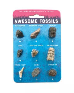 Compact Curiosities Fossil Collection